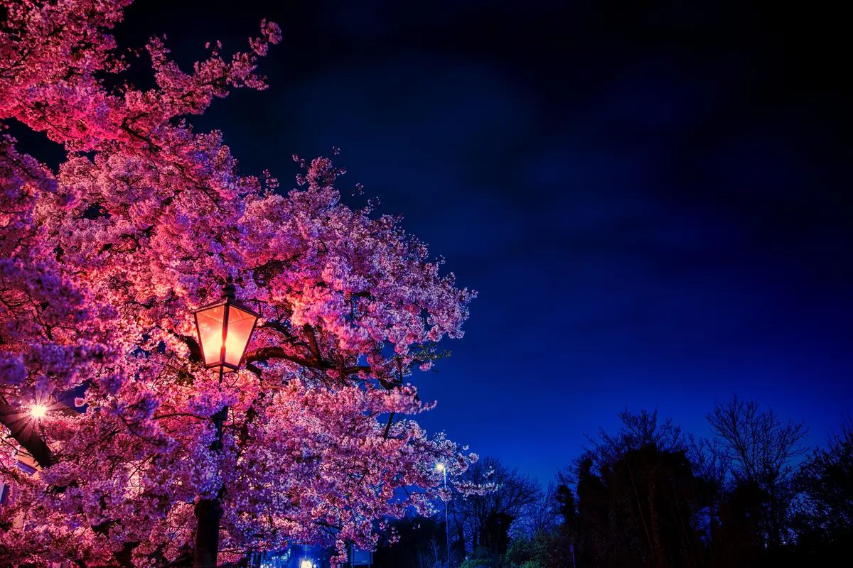 природа, ночь, небо, дерево, фонарь, лес, синие, розовые