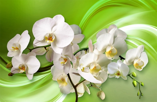 цветы, орхидеи, ветвь, лепестки, бутоны, белые, зелёные